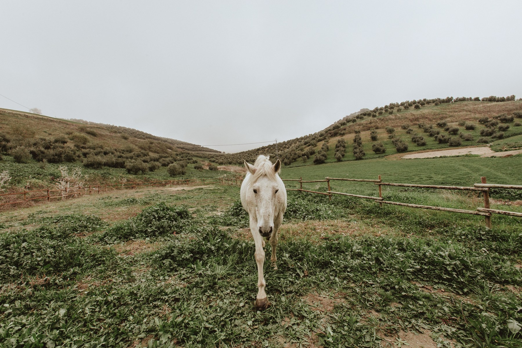 Grey horse in an open grassy landscape