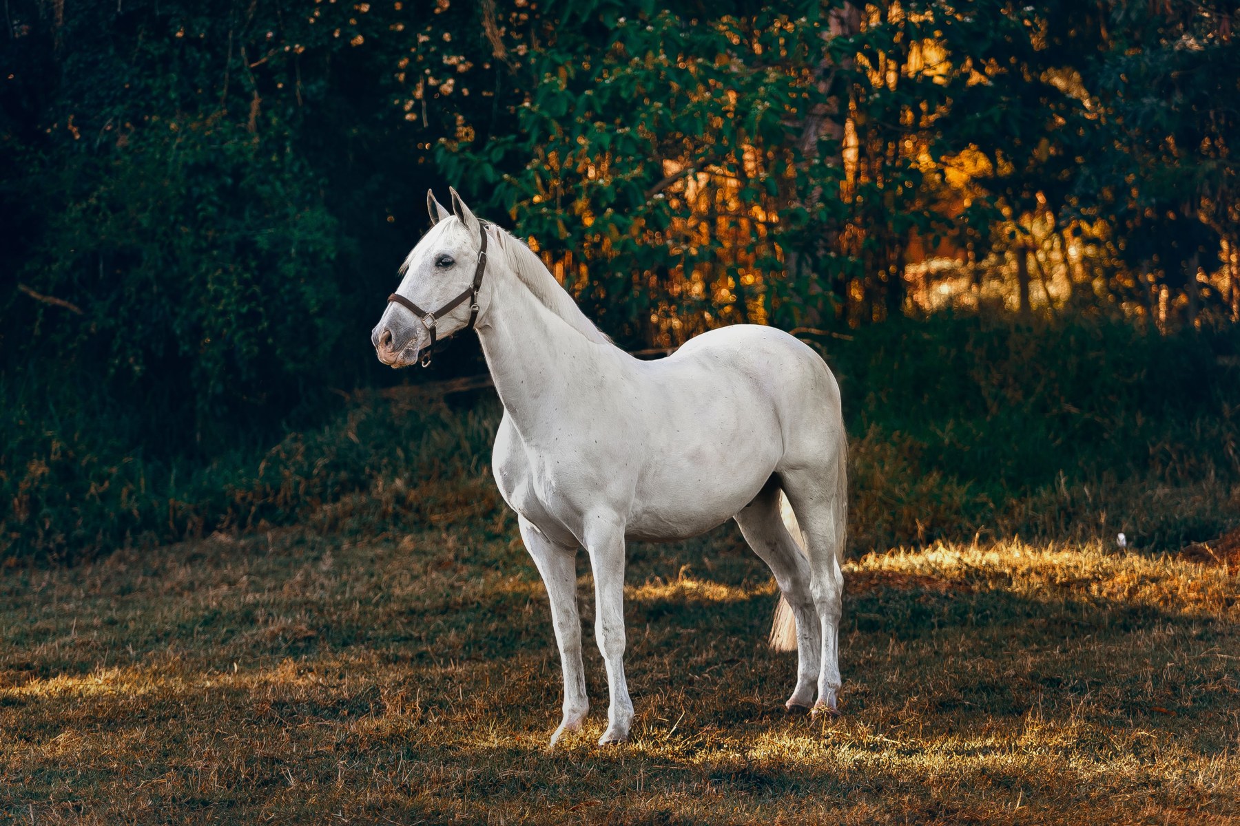 White horse standing in warm woodland light