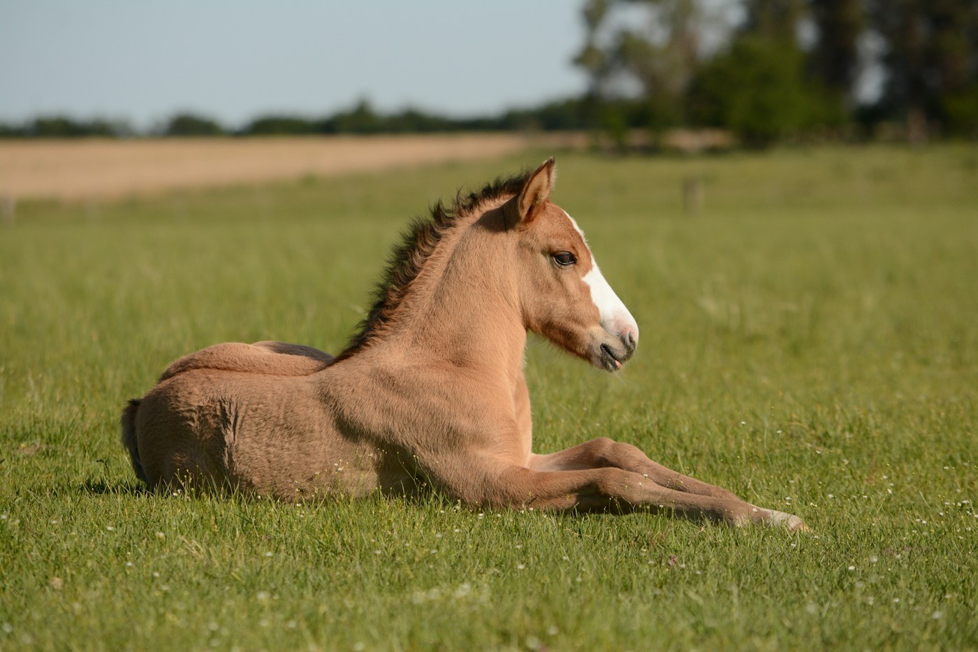 Young foal resting in a green meadow