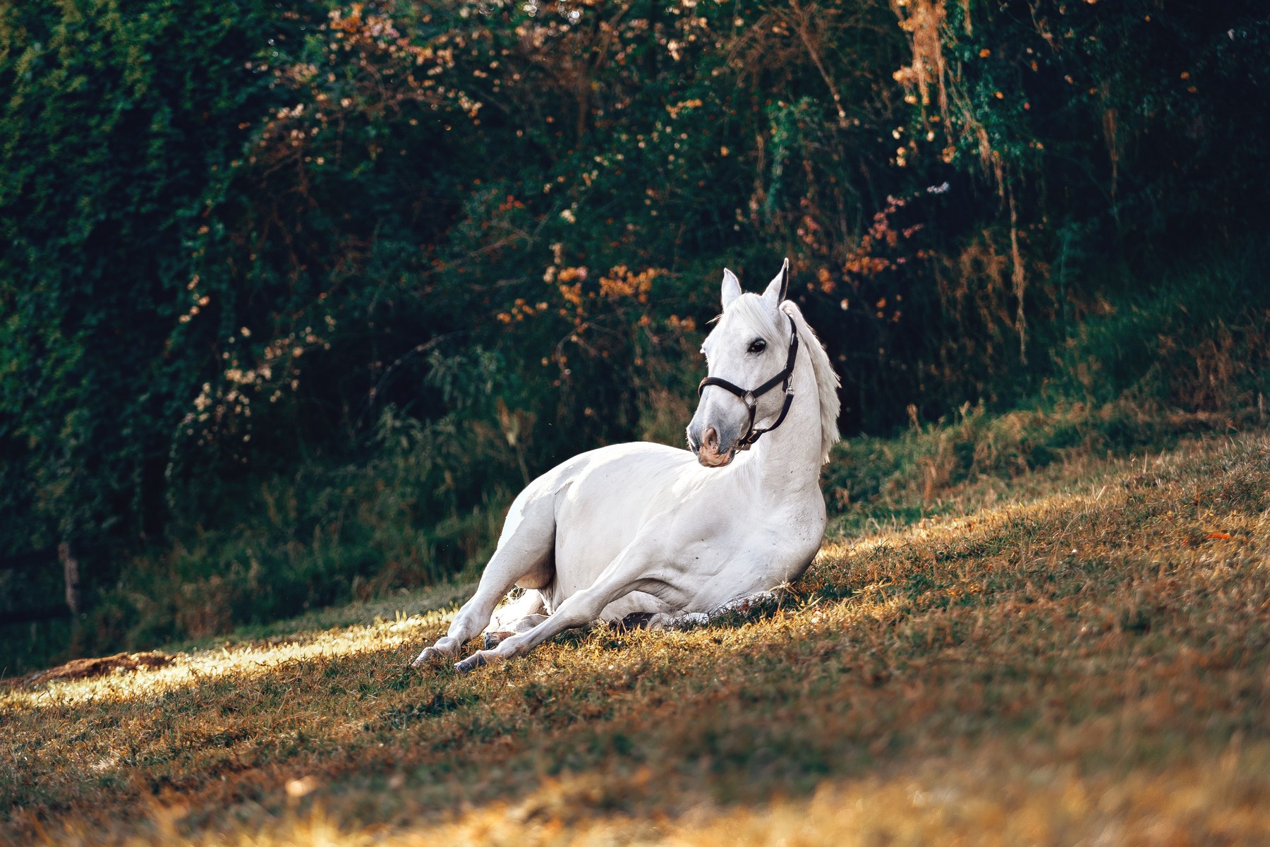 White horse resting in a sunlit woodland clearing