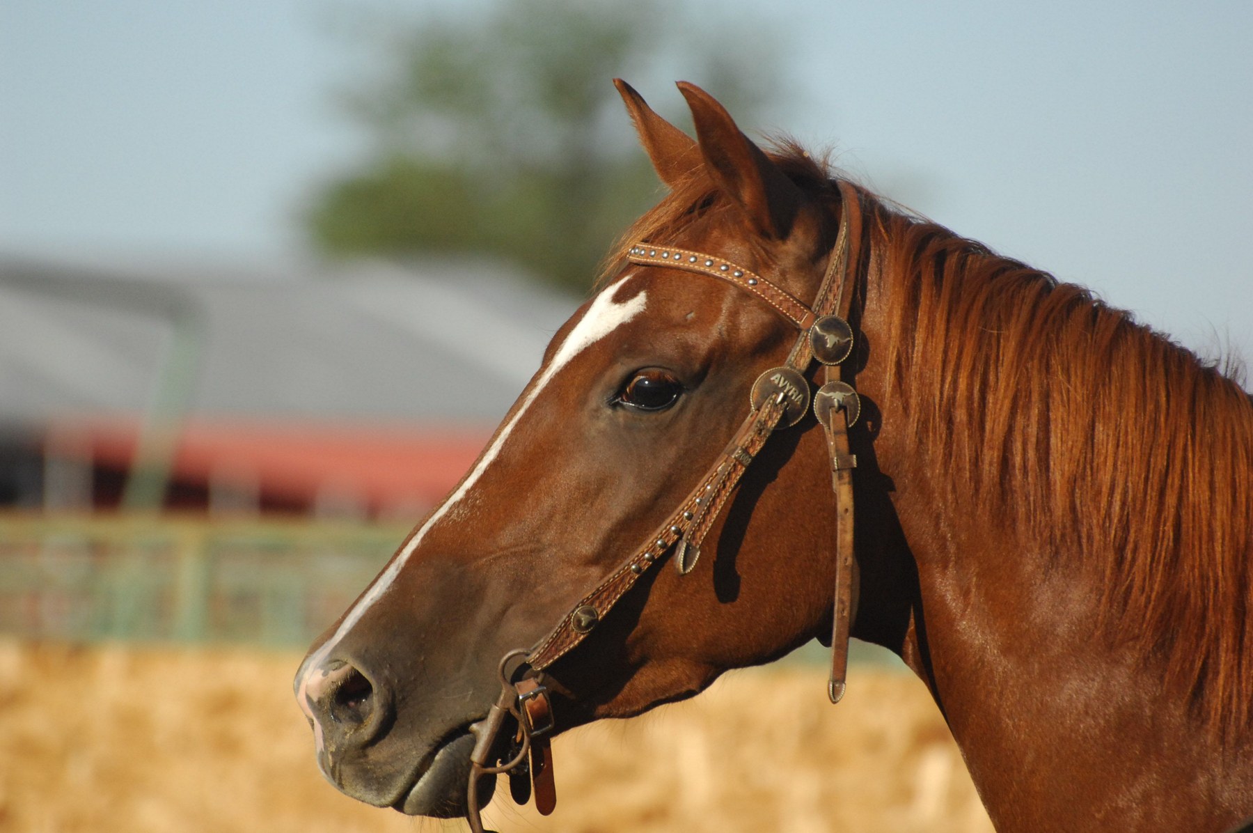 Bay horse wearing a leather bridle