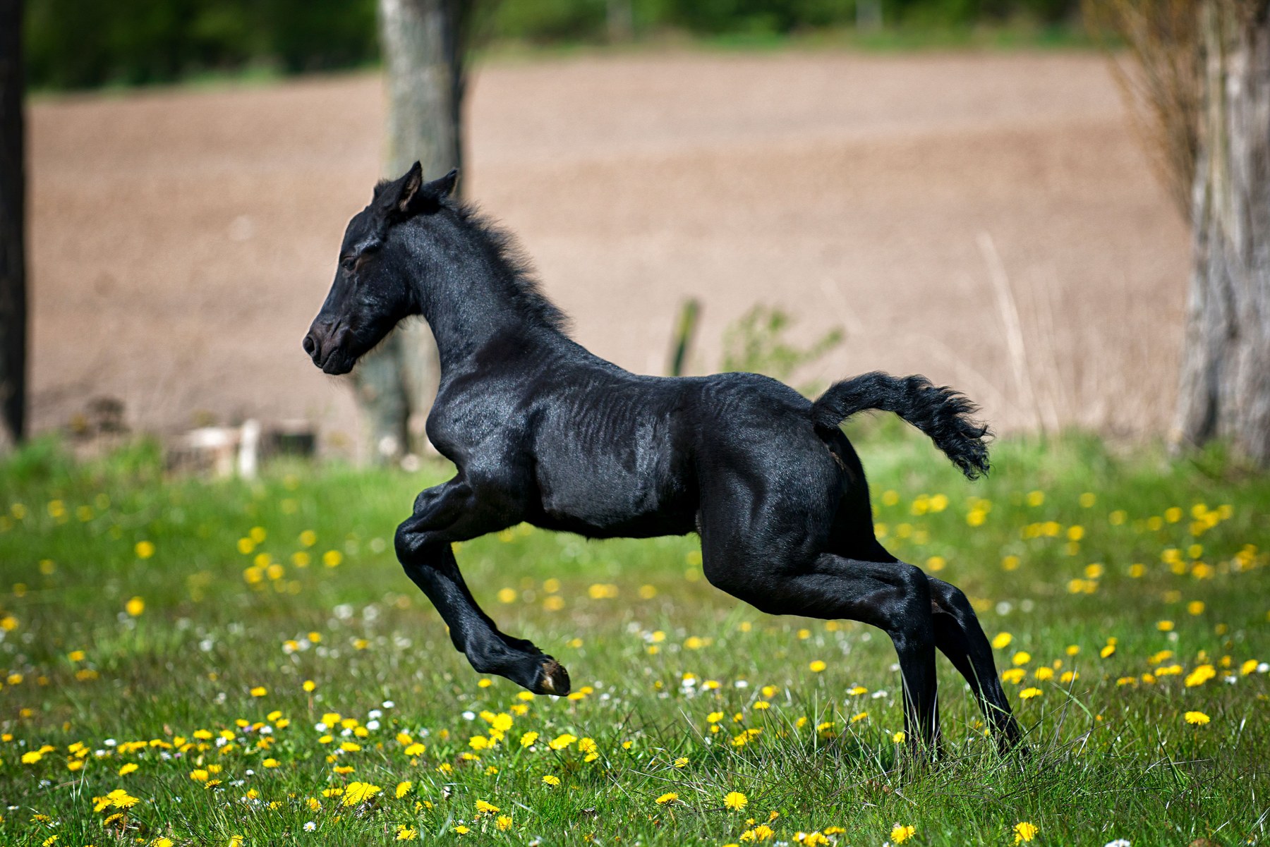 Black horse moving through a meadow