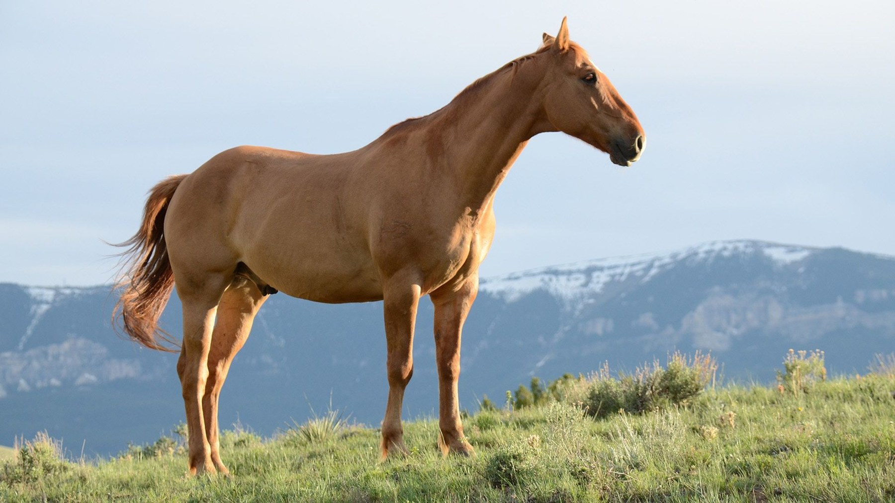 Chestnut horse standing on a grassy hillside