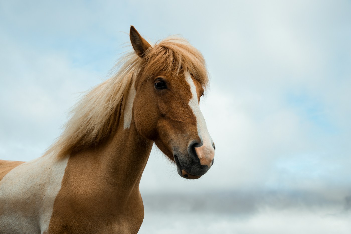 Palomino horse with a pale flowing mane