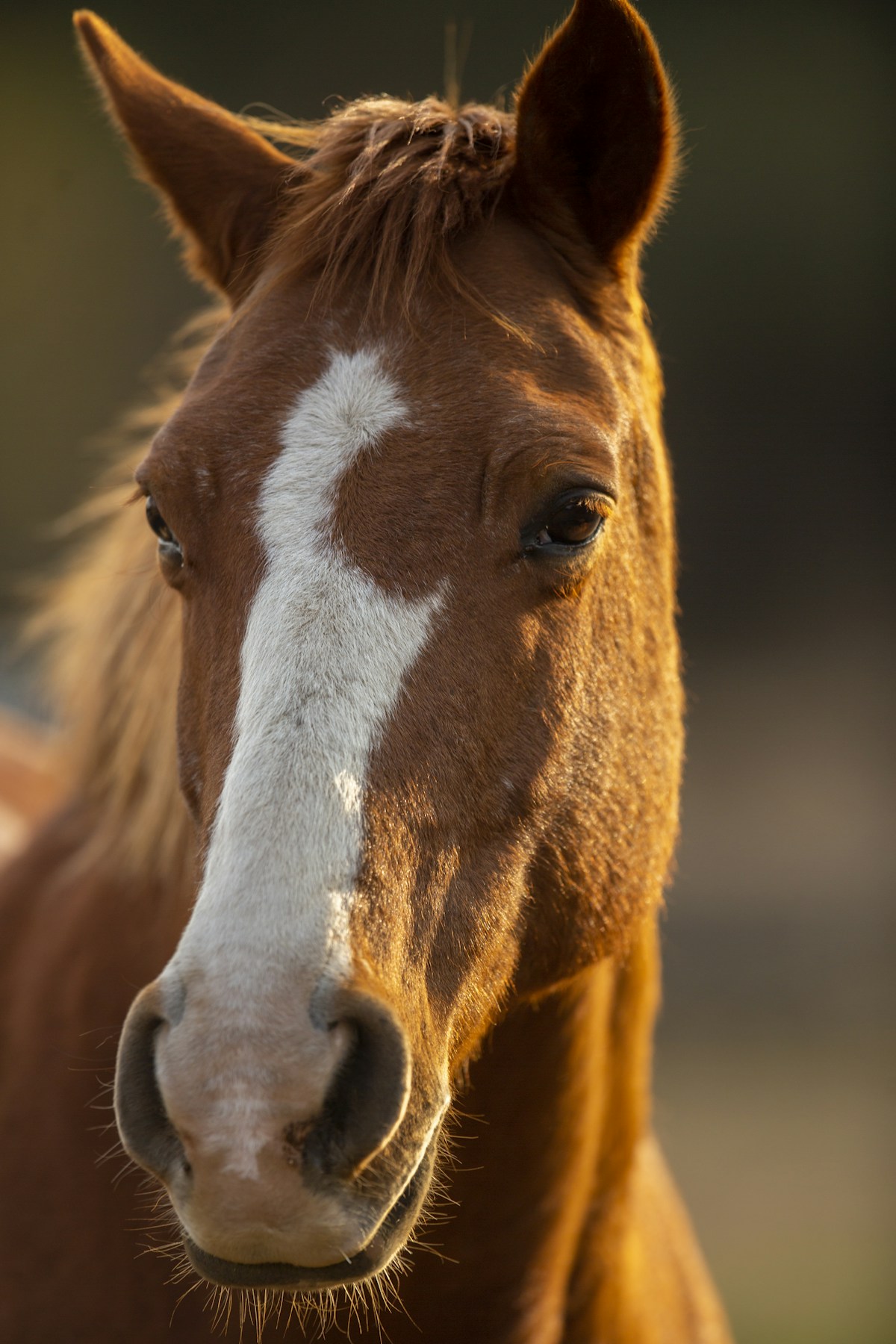Chestnut horse portrait in warm evening light